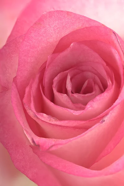 Καρδιά Ενός Ροζ Τριαντάφυλλου — Φωτογραφία Αρχείου