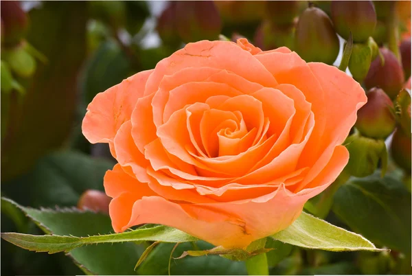 Nahaufnahme Einer Lachsfarbenen Rose — Stockfoto