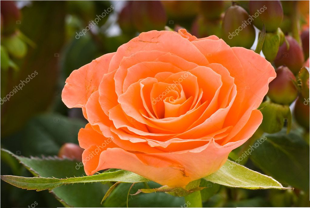 Close Salmon Colored Rose Stock Photo by ©dennissteen 4781268