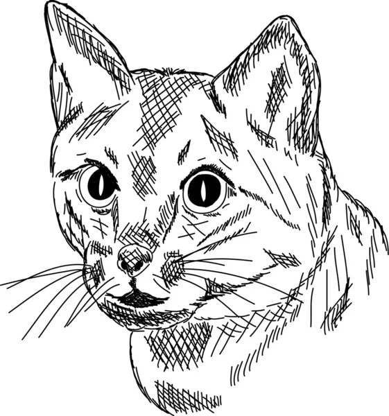 Kočka portrét — Stockový vektor