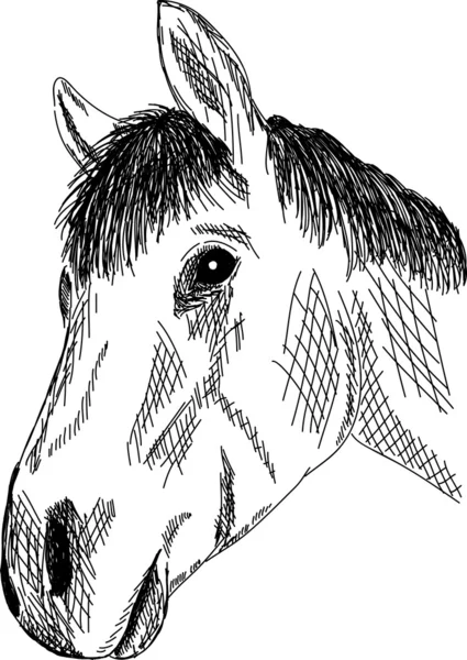 Vector Χέρι Κλήρωση Πορτρέτο Άλογο Απομονωθεί Φόντο — Διανυσματικό Αρχείο