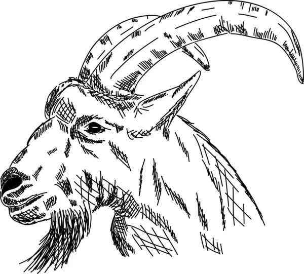 Vektor Ruční Kreslení Portrét Koza Izolované Pozadí — Stockový vektor