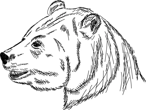 Ведмідь портрет — стоковий вектор