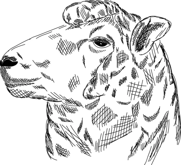 Vektor Ruční Kreslení Portrét Ovce Izolované Pozadí — Stockový vektor