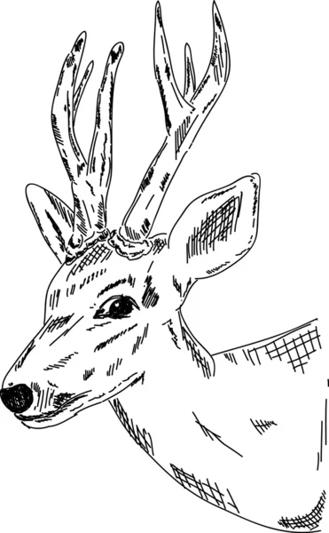 사슴 초상화 — 스톡 벡터