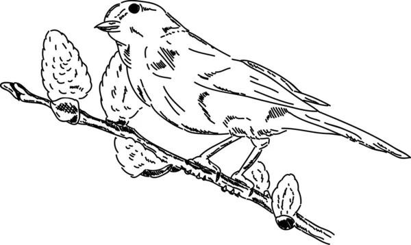 Птица на ветке — стоковый вектор