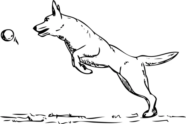 犬の敏捷 — ストックベクタ