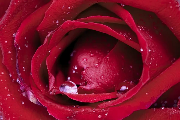 Bella rosa rossa ricoperta di gocce di rugiada, da vicino — Foto Stock