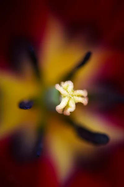 Innen rote Tulpe, flach, Fokus auf Stempel — Stockfoto