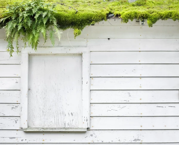 stock image Moss covered abandoned building with white siding