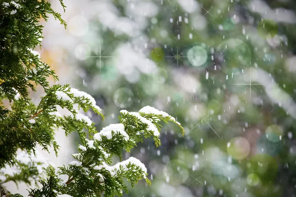 Fresh snow falling on cedar pine tree branches — Stock Photo, Image