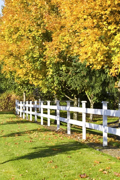 Vackra höstlöv längs vita staket — Stockfoto