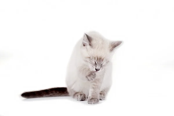 Wunderschönes blaues Auge siamesisches Kätzchen, isoliert auf weiß — Stockfoto