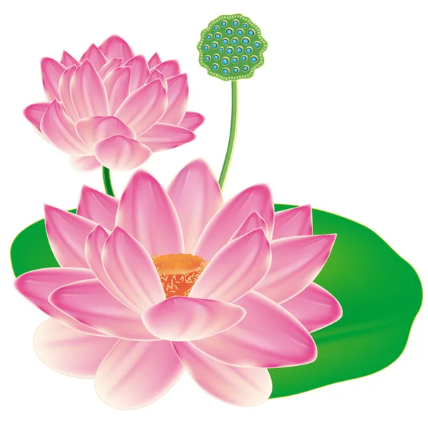 Realistischer orientalischer Lotus. — Stockvektor