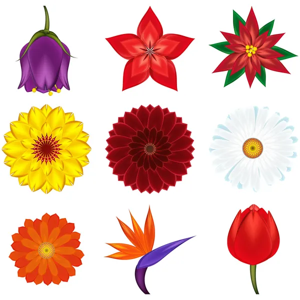Συλλογή από δημοφιλή και εξωτικά λουλούδια - εικονογράφηση φορέας. — Διανυσματικό Αρχείο