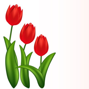 Vector illustration of red tulips. Gradient meshes. clipart