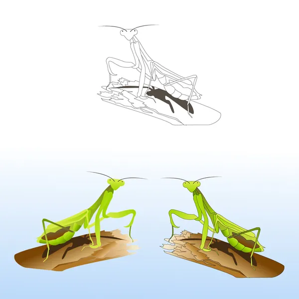 Mantis orante — Vector de stock