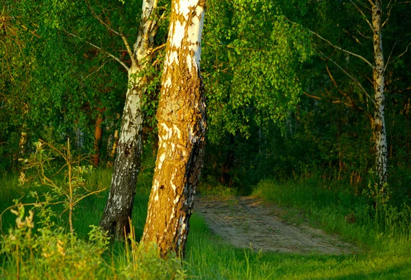 Passo a passo no bosque de bétula . — Fotografia de Stock