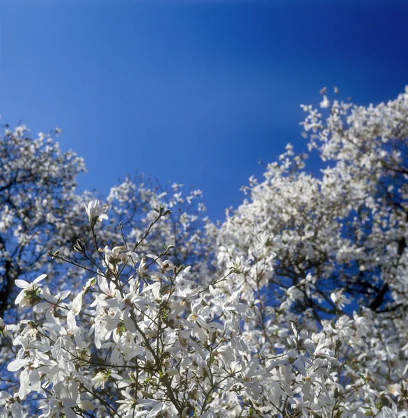 White magnolia soulangeana in bloom against blue sky. — Stock Photo, Image