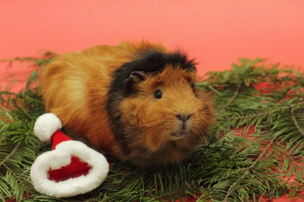 Eskiden şiling şimdi domuz ve Noel Baba şapka — Stockfoto