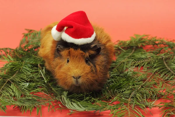 stock image Guinea pig in Santa Claus hat