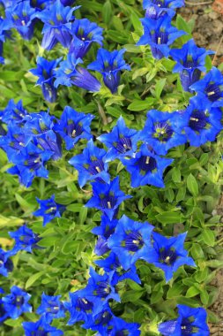 Blooming Stemless gentian /Gentiana acaulis/