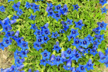 Gentian /Gentiana acaulis/