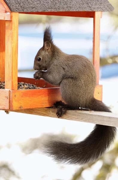 Hungry Squirrel Bird Box Sciurus Vulgaris — Stockfoto