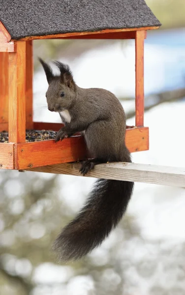 Hungry squirrel in bird box /Sciurus vulgaris/ — ストック写真