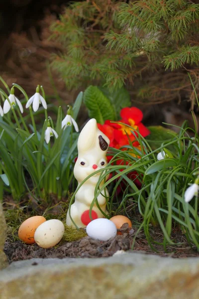 Easter chocolate Bunny — Stock Photo, Image