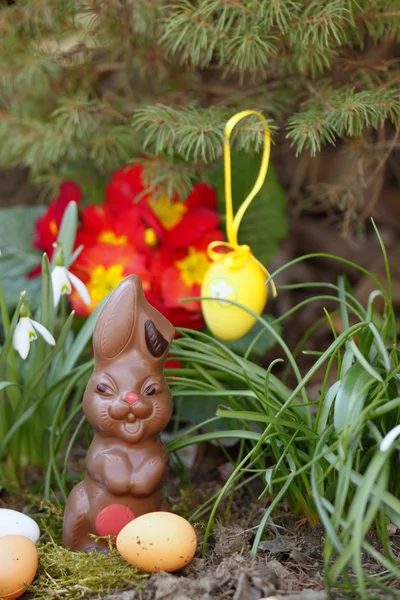 イースターチョコレートウサギ — ストック写真