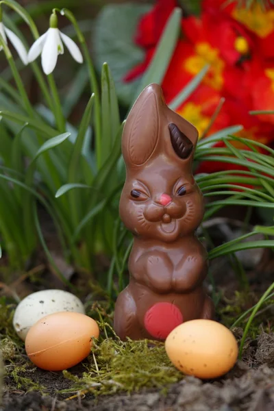 Paskalya çikolatalı tavşan. — Stok fotoğraf