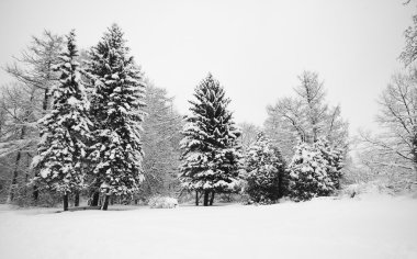 Fir-tree in snow clipart