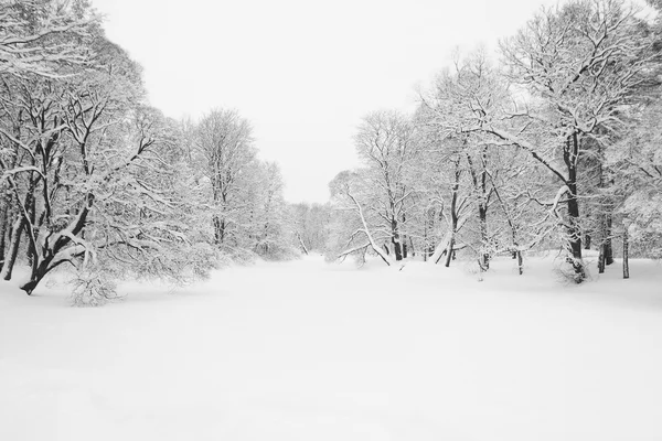 Лес и белый снег — стоковое фото