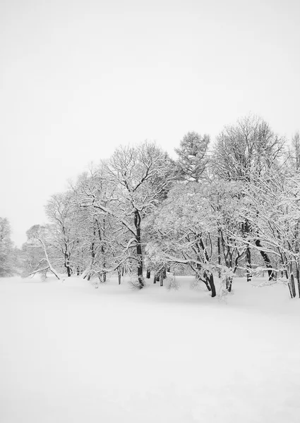숲과 하얀 눈 — 스톡 사진
