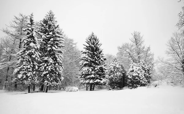Árvore de abeto em neve — Fotografia de Stock