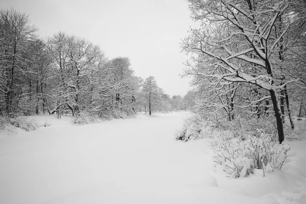 森と白い雪 — ストック写真