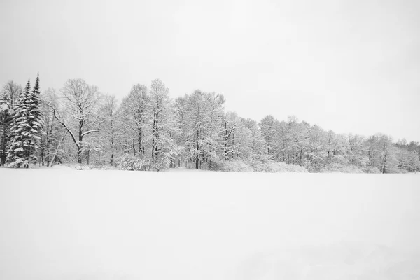 숲과 하얀 눈 — 스톡 사진