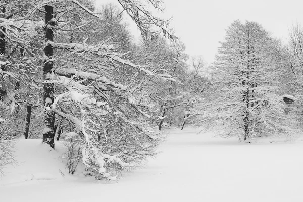 Bosque y nieve blanca —  Fotos de Stock