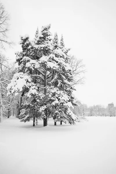 森と白い雪 — ストック写真