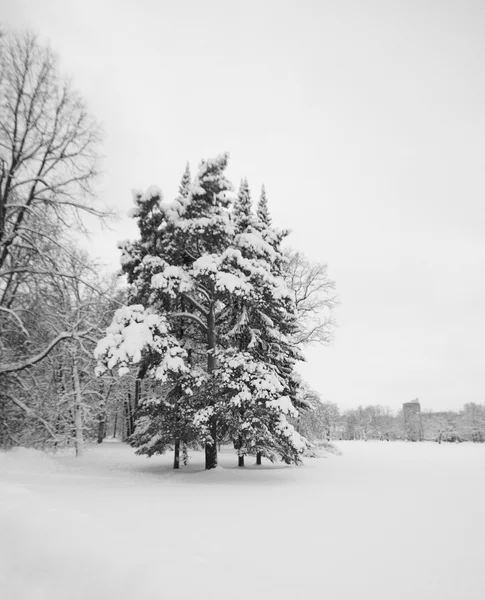 Skog och vit snö — Stockfoto