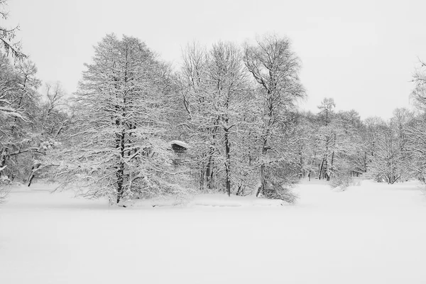 Wald und weißer Schnee — Stockfoto