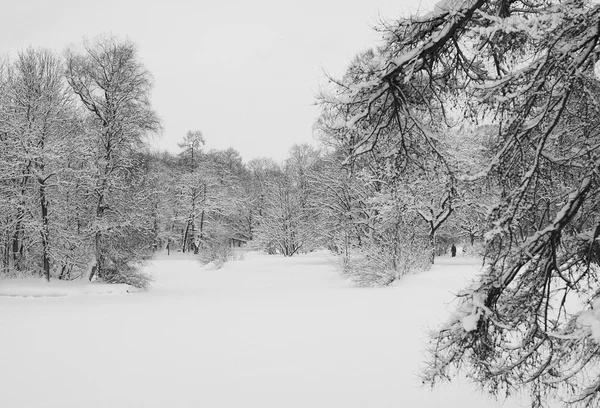 Bosque y nieve blanca —  Fotos de Stock
