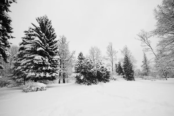 雪のモミの木 ストック画像