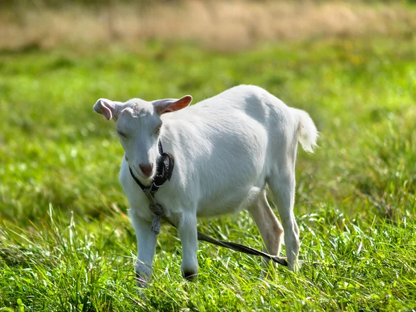 Маленькі кози — стокове фото