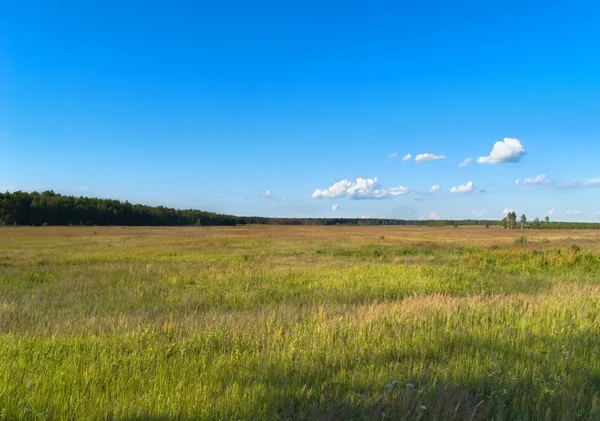 Meadow with bright blue sky — Stock Photo, Image