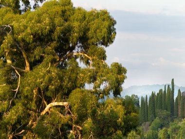 Eucaliptus ağaç günbatımı üzerinde