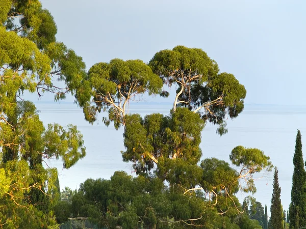 Евкаліптові дерева на заході сонця — стокове фото