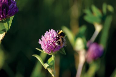 Bumblebee on clover flower, macro closeup, large detailed horizontal meadow shot clipart