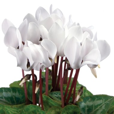 Soft White Cyclamens Closeup Isolated clipart
